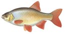 Рождествено - иконка «рыбалка» в Угре